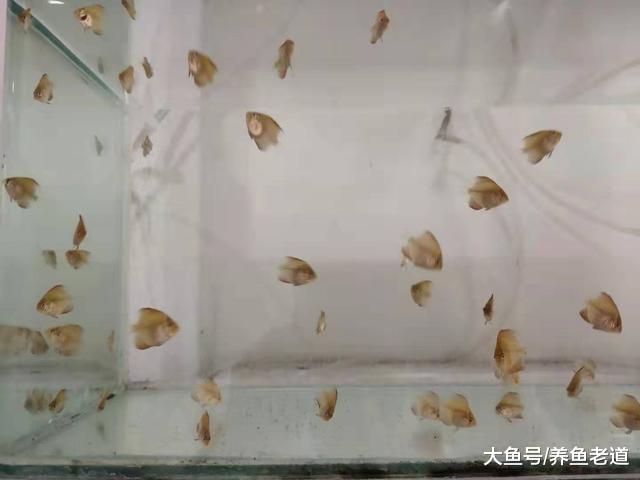 哪些观赏鱼不适合饲料来喂养，原因到底在哪里，主要基于这些考虑