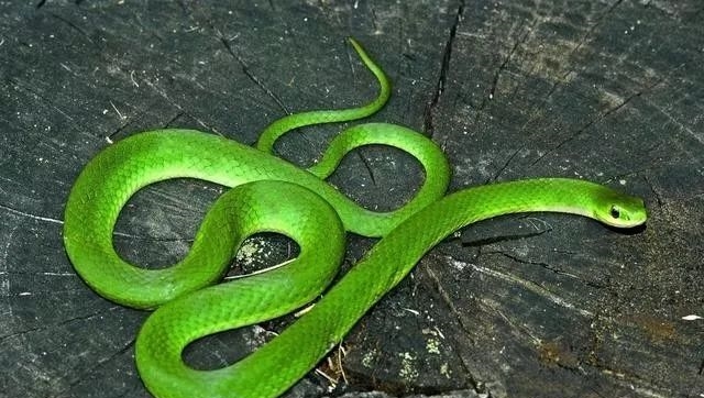 “十蛇九苦”，1965年朋友后半生“最好命”，你家有吗？发了