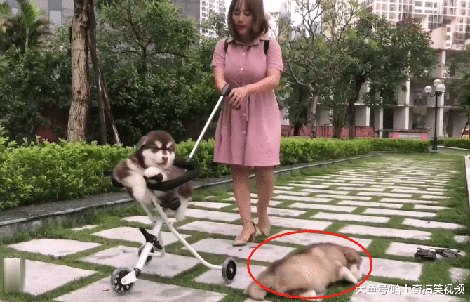 妹子带3只阿拉出门，因遛狗特别而走红，路人：像亲生的