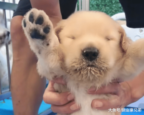 小金毛吃饭时突然不动了，担心的抱起查看原因，结果使人意外