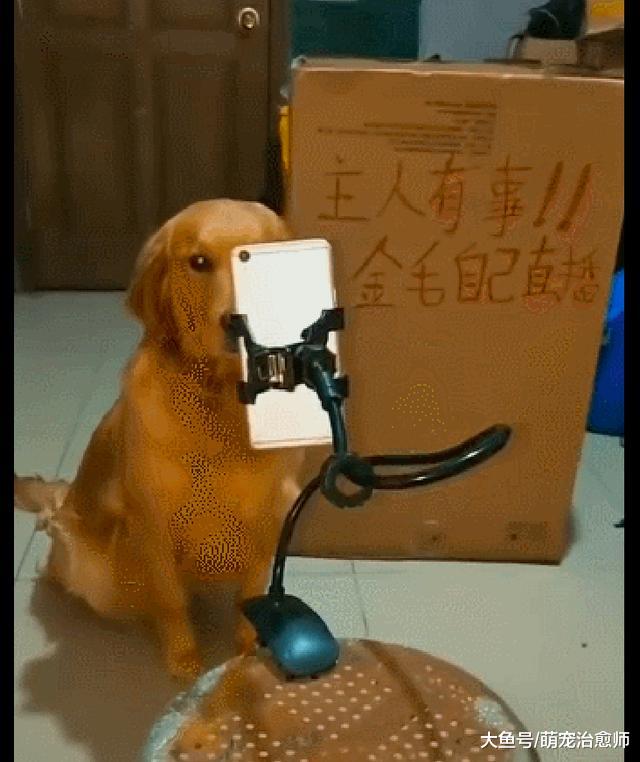 网友让金毛帮自己直播，它紧张的一动也不敢动：我该说点啥呢？