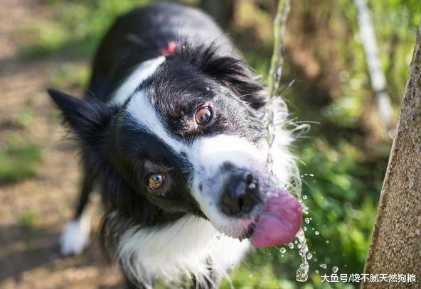 狗狗喝水讲究多, 5大错误不能犯, 不然会害了你的狗!
