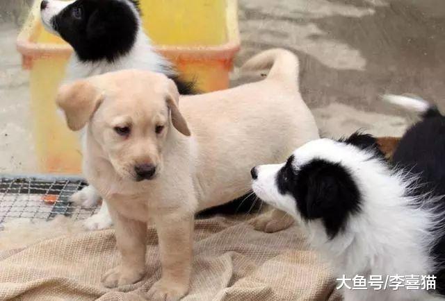 流浪狗遇上宠物狗后的三种表现并非自卑，夹尾离开只因畏惧人类！