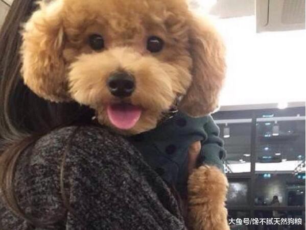 给狗狗喝水之前，主人需要知道这几件事，对狗狗有好处