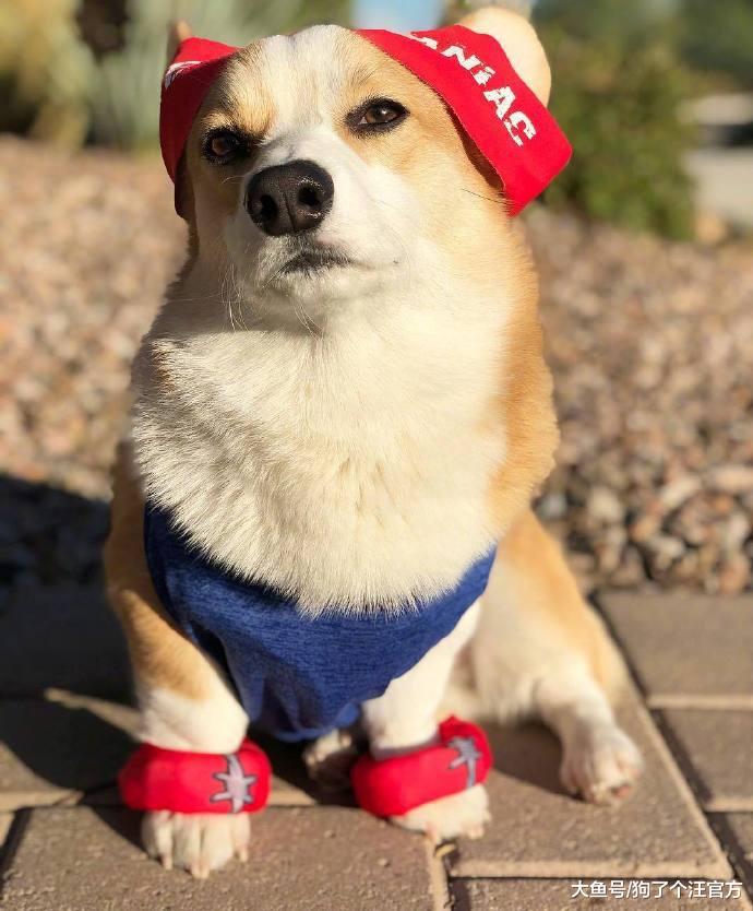 出去耍忘记给狗子喂饭了，然后回来这个样子