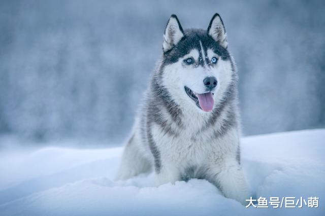 长得像狼一样的狗狗，可不只有阿拉斯加犬，还有这8类犬种