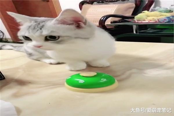 自从矮脚猫学会了按铃，天天指挥网友给好吃的，这小短腿好聪明啊