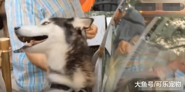 喜欢吃冰淇淋的哈士奇，见到冰淇淋车就兴奋，吃了雪糕就不再犯二