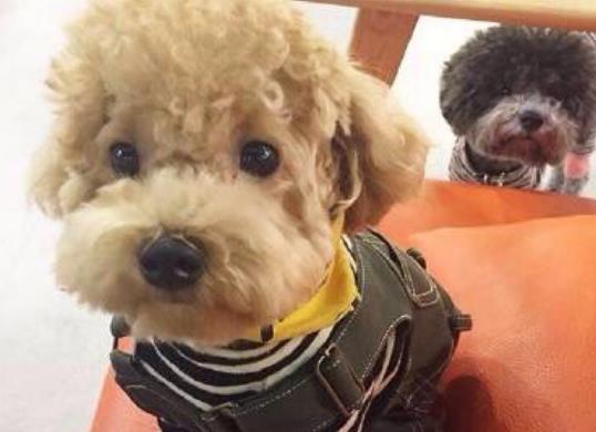 主人带泰迪一块去看房, 泰迪的表现亮了: 这一栋楼我都要了