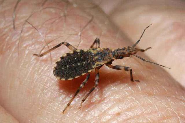 全世界“杀人”最多的5种动物, 这个排名让人很意外