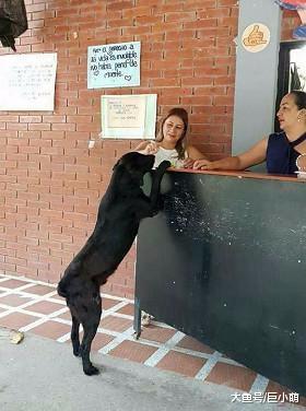 校犬模仿学生却小卖部，用树叶代替美金，每天定时换一次饼干