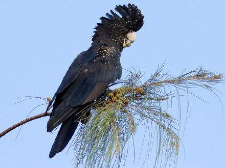 国内养这5种葵花鹦鹉的人，不是明星就是富二代，一般人买不起