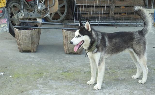 哈士奇最适合养在农村，而不是城里，因为它干农活技术一流