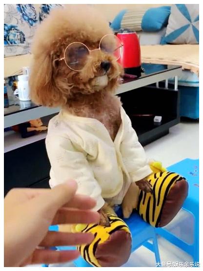 女子给泰迪绝育，不料隔天早晨看到这一幕，女子顿时傻眼了