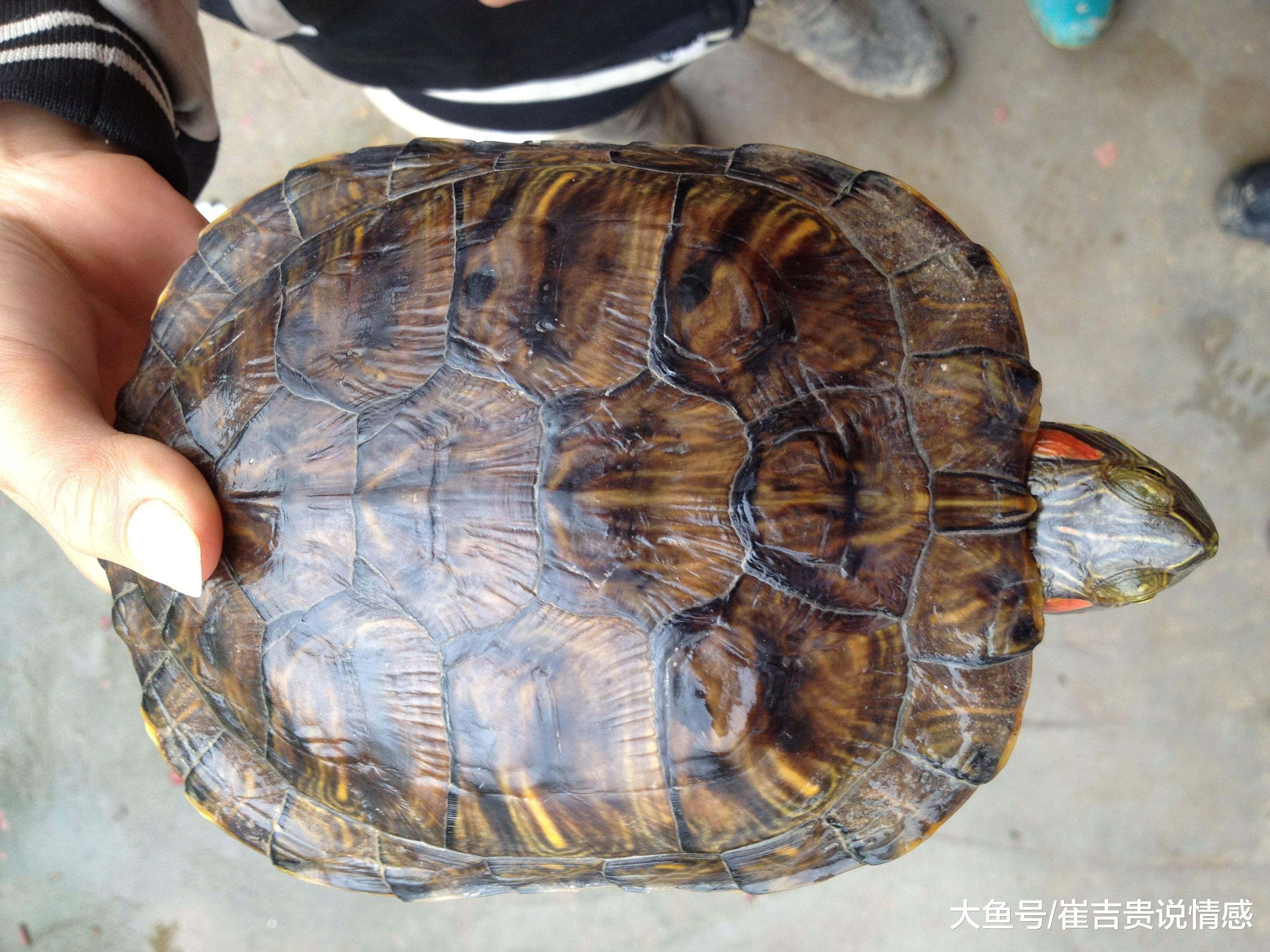 乌龟离家出走，30年不吃不喝，打开阁楼发生奇迹！专家无法解释