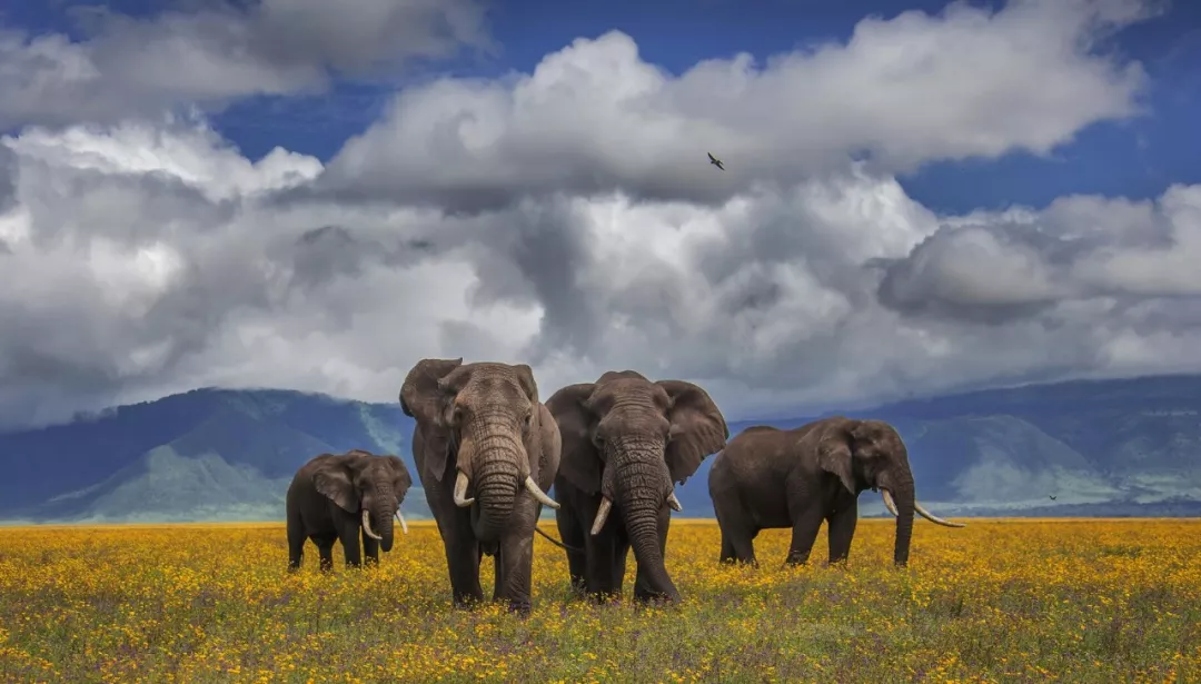 遭遇肯尼亚（一）跟着肖戈拍大象
