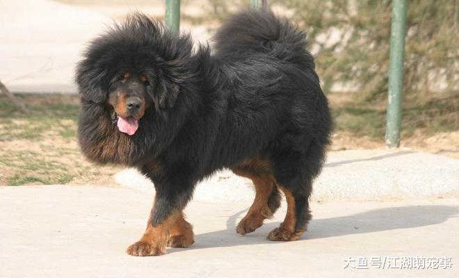 对人友善的5种狗狗，没想到哈士奇也在其中