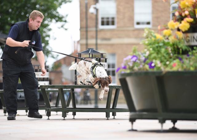 英國緝毒犬嗅出6000萬走私煙草，被人懸紅20萬取它狗頭