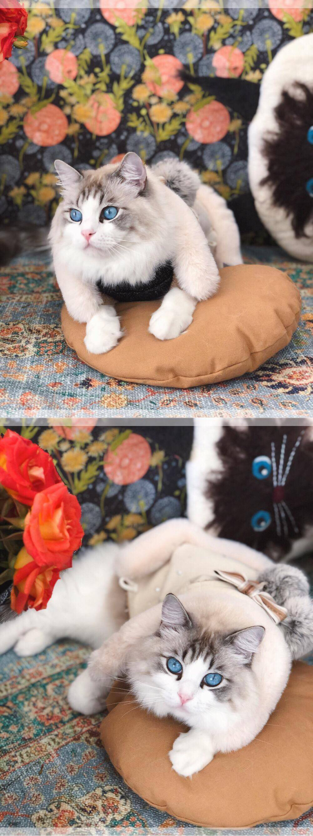 布偶猫见多了，但是这个颜值的你见过吗？太惊艳了，好想抱走……