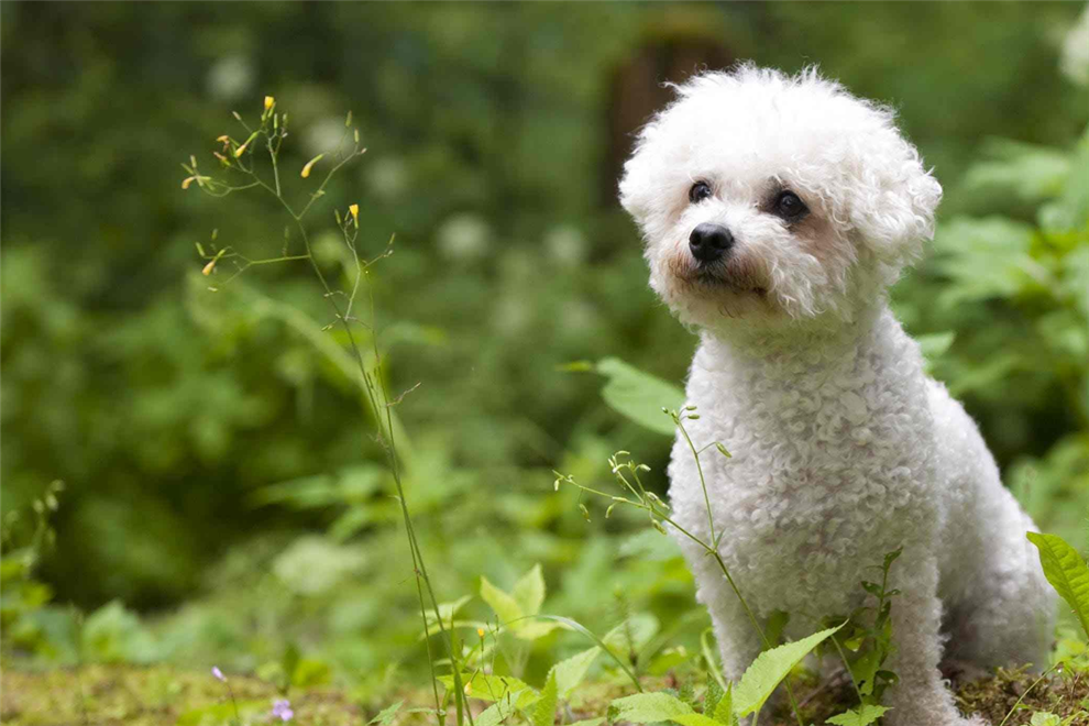 宠物犬咬人怎么办