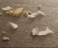 如何讓狗子知錯就改，墻都不服就服這主人的做法！