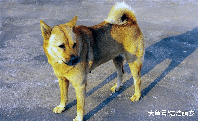 顏值超高的5種土狗，第二種像狼，第五種有“旺家旺財”的能力
