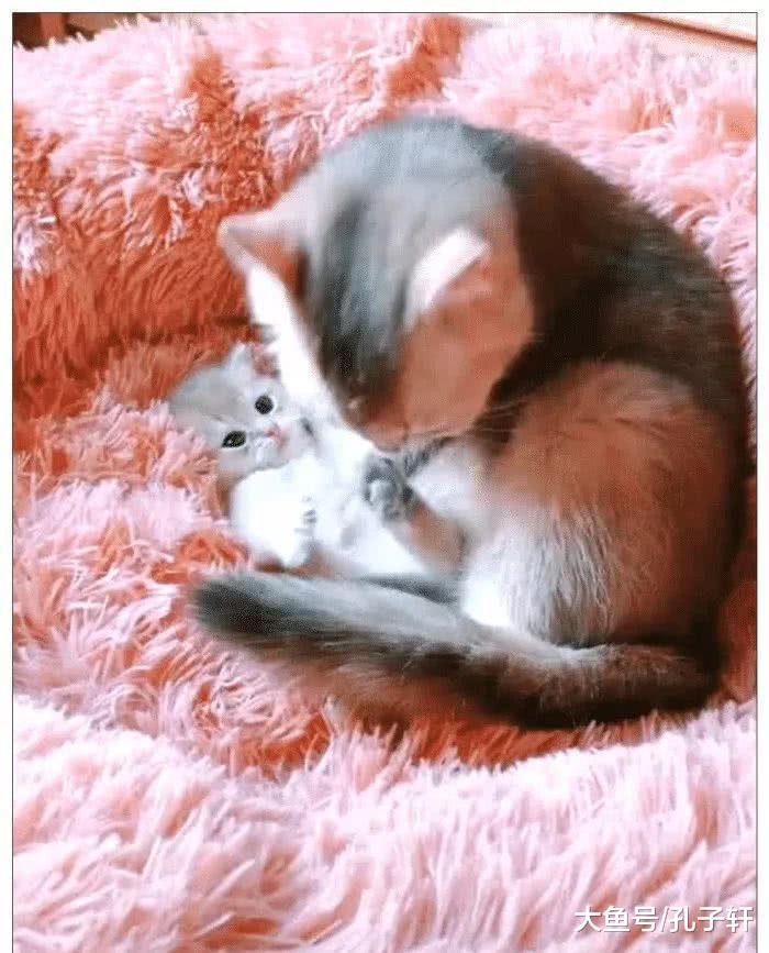 女子发现少了一只小奶猫，在床下看见它的身影，提起来一看笑喷了