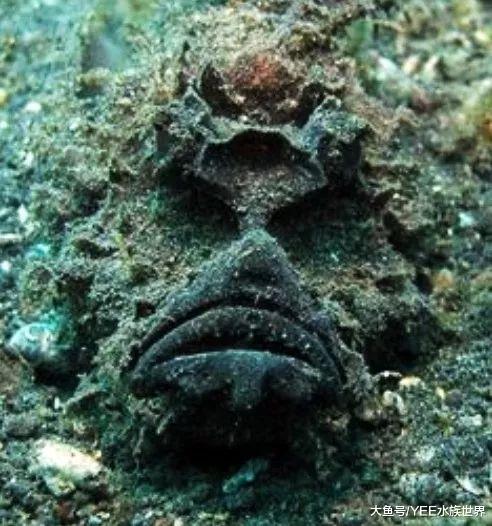 身懷劇毒還善于偽裝，石頭魚秘密武器讓人疼的想死