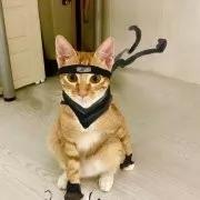 我太难了，以后我可能是只废猫了