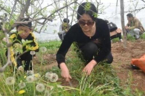 蒲公英不是万能药，希望不要喝错