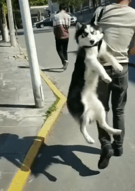 男子吊着哈士奇走在路上，网友上前问清原因后，笑得合不拢嘴