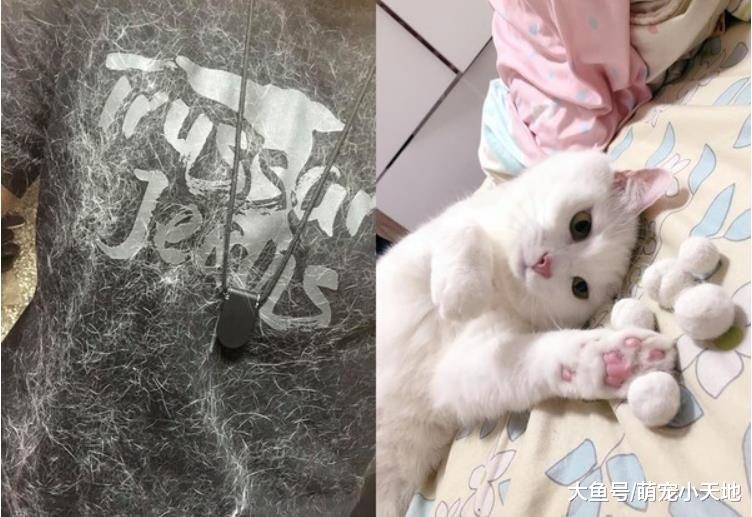 喵皇见天气转凉！贴心把黑T变白毛衣，奴才赞：不用换季啦