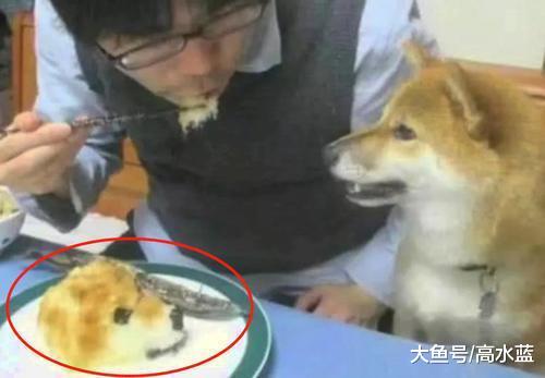 主人为了治狗狗上桌偷食，将食物做成狗头状，网友：学费哪边交？