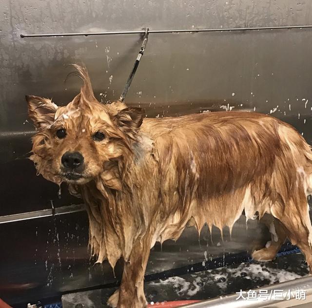 为什么主人洗剪吹30元，狗狗美容却要200！给狗剪毛会被咬啊