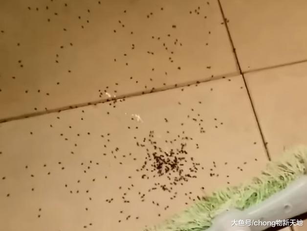 千万不要用拖鞋拍死母蜘蛛, 瞬间爆炸的样子, 让你后悔不已