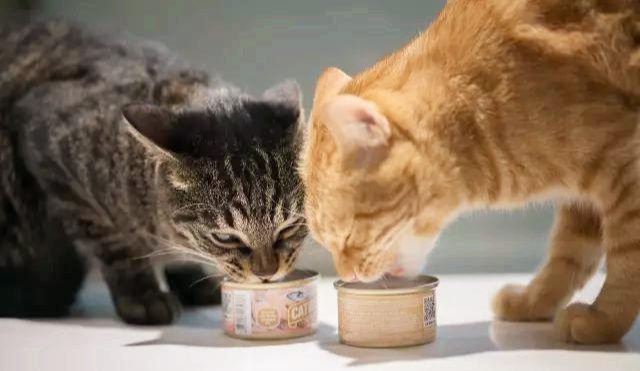 貓咪進食不安分？教你幾招，把貓咪進食的壞習慣糾正過來