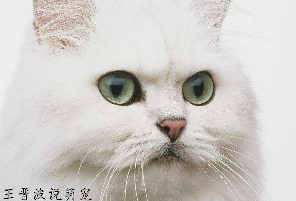 温文尔雅，善解人意，还少动好静是主人的好伴侣的波斯猫