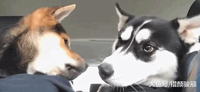 朋友带来只柴犬，见到哈士奇为了表达友善，把二哈舔的怀疑狗生！