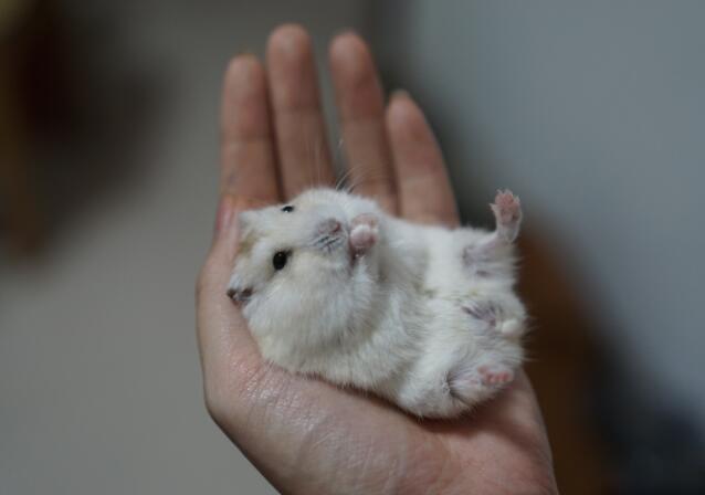 小女生都喜欢小仓鼠？那么仓鼠该如何饲养呢？这些事项千万要注意