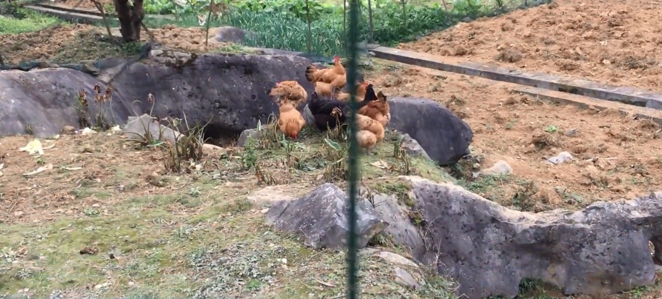 这样的养殖，才能成功的养出战斗鸡