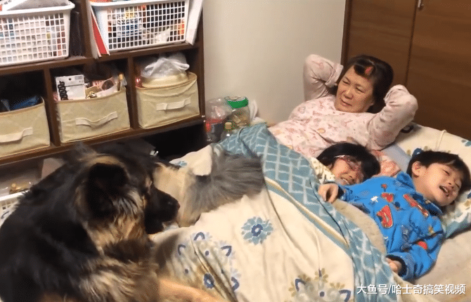 德牧小时候常跟主人睡，结果2年过去了，还当自己是小奶狗