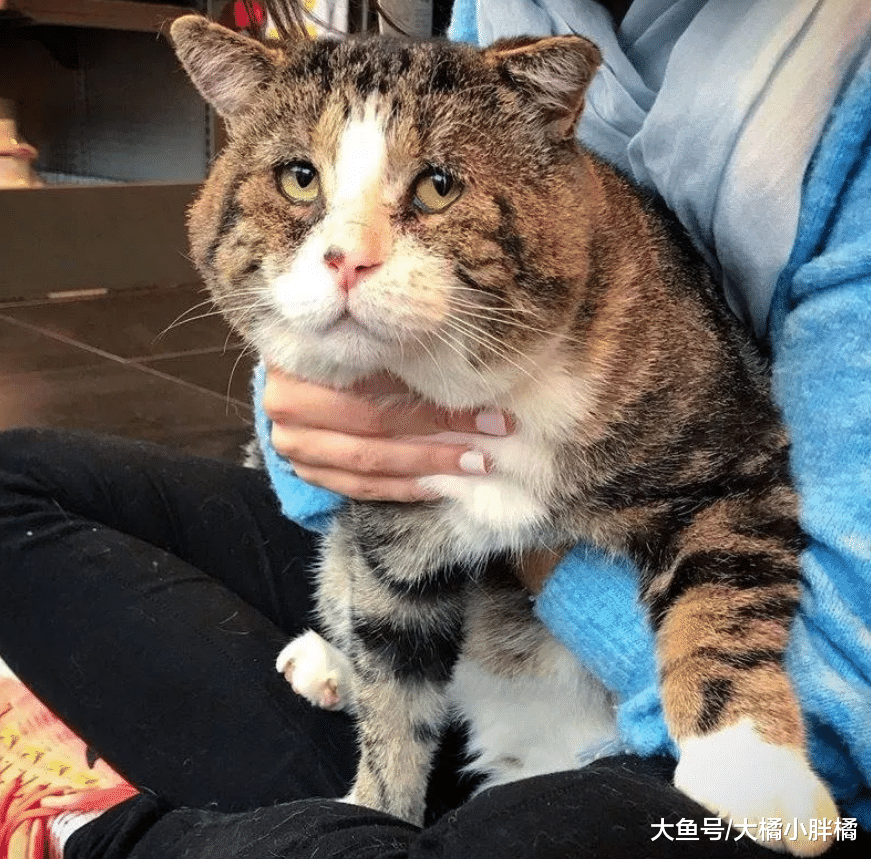 老猫流浪多年害怕人类，却被女孩的温柔打动，生病后再次找到女孩