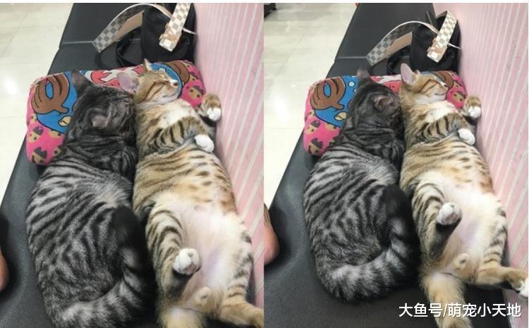 刺青爸發睡姿照有什么主人就有什么貓，網友笑：草蝦1斤怎么賣