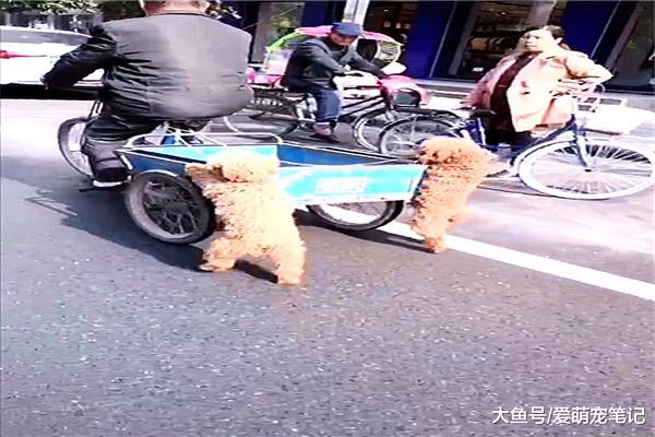 下班路上发现有人在虐狗，走近一看被打脸，原来泰迪在帮主人推车