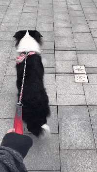 女子故意将牵引绳丢掉, 边牧犬的反应让人诧异, 汪: 拿着, 遛我