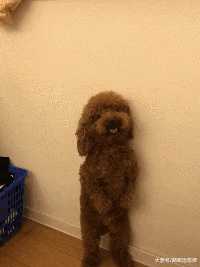 泰迪一开始不认错，主人拿出拖鞋后，它马上腿软下跪了：我错了！