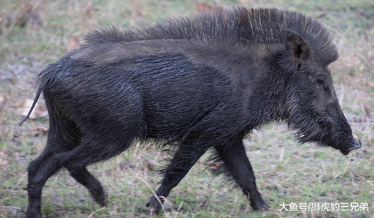 陈年巨猪：一种可以威胁到东北虎的存在，野外危险系数排名第一
