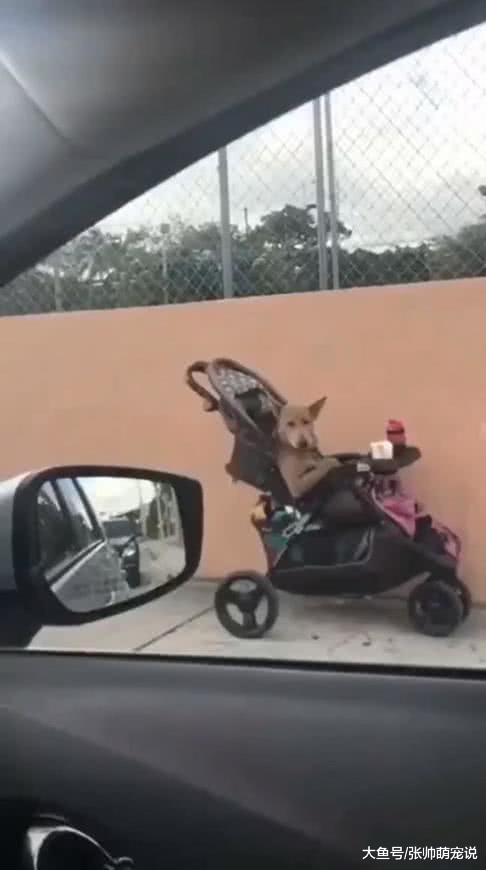 男子开车出门时，碰到只奇葩的宠物狗，狗子：谁还不是个小孩啊！