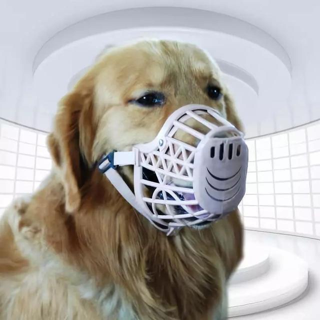 担心狗狗误伤人，做好了这五点，它们也可以待人友善大方！