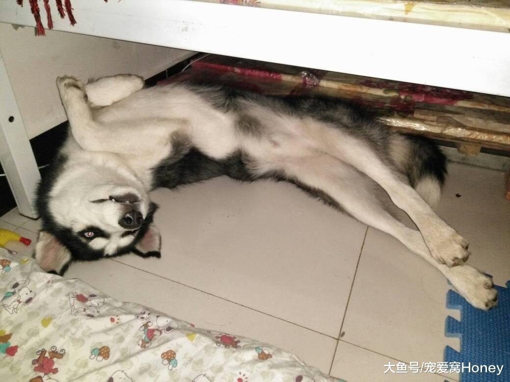 讀懂狗狗的睡姿，讓你更了解，狗狗是不是很喜歡你！